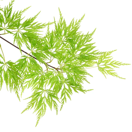 Acer palmatum 'Emerald Lace' 15L Standard - image 1