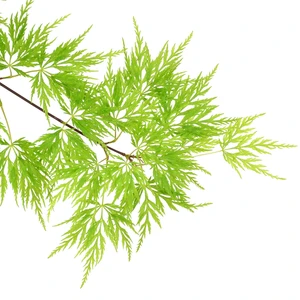 Acer palmatum 'Emerald Lace' 15L Standard - image 1