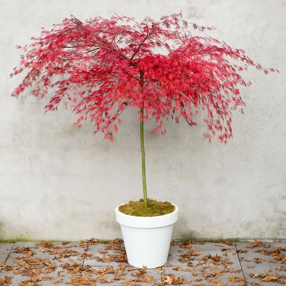 Acer palmatum 'Emerald Lace' 15L Standard - image 4