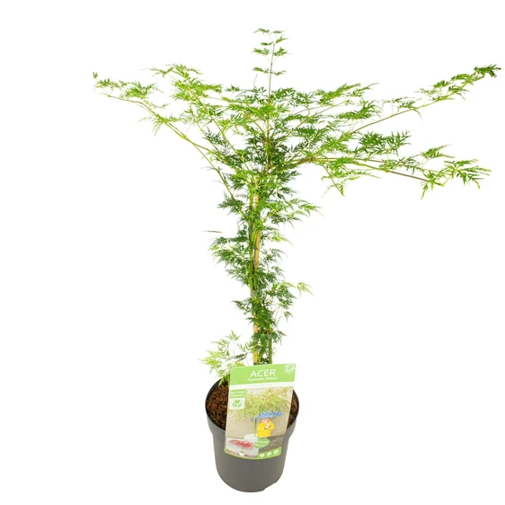 Acer palmatum 'Emerald Lace' 15L Standard - image 6