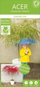 Acer palmatum 'Emerald Lace' 15L Standard - image 5