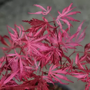 Acer palmatum 'Extravaganza' 10L - image 1