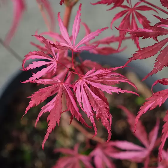 Acer palmatum 'Extravaganza' 10L - image 2