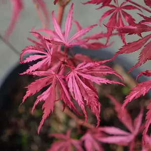 Acer palmatum 'Extravaganza' 10L - image 2