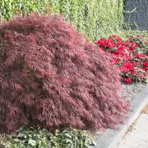 Acer palmatum 'Firecracker' 3L - image 1