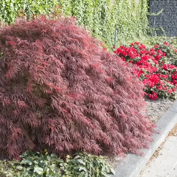 Acer palmatum 'Firecracker' 12L - image 1