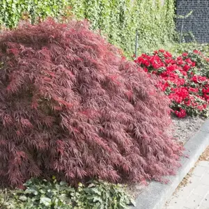 Acer 'Firecracker' (Large)