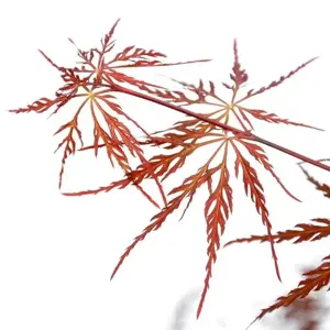 Acer palmatum 'Firecracker' 12L - image 2