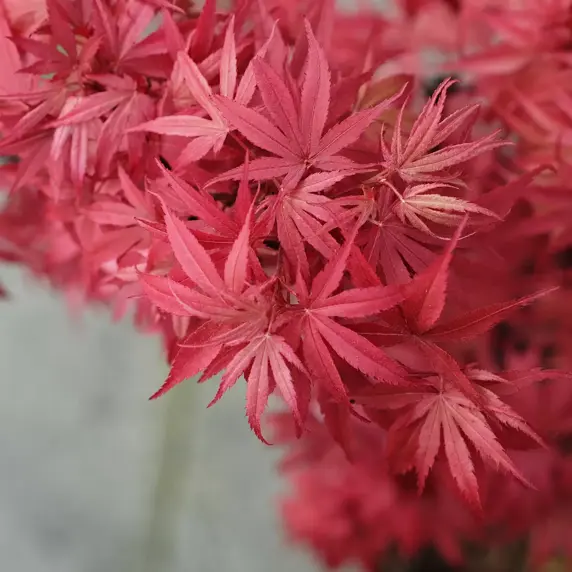 Acer palmatum 'Fireglow' 6L