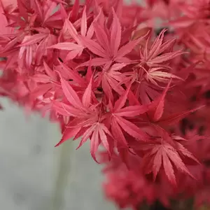 Acer palmatum 'Fireglow'