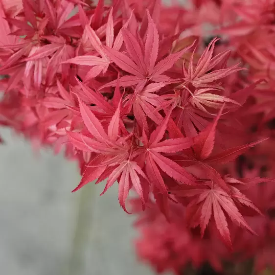 Acer palmatum 'Fireglow' 30L