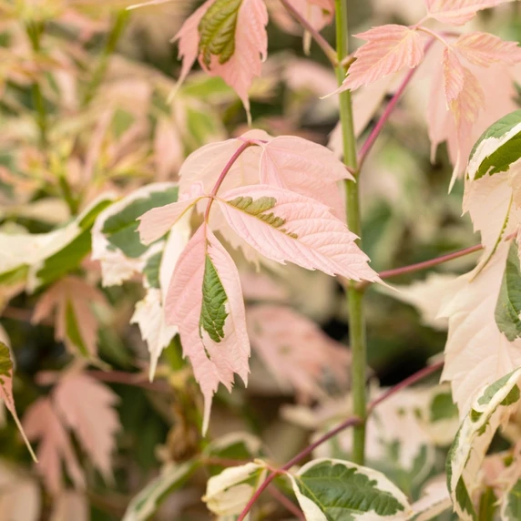 Acer negundo 'Flamingo' - image 1