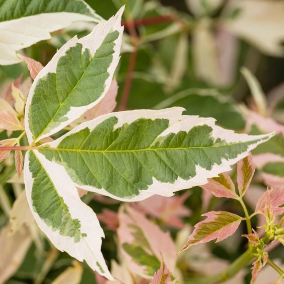Acer negundo 'Flamingo' - image 2