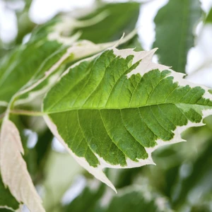 Acer negundo 'Flamingo' - image 3