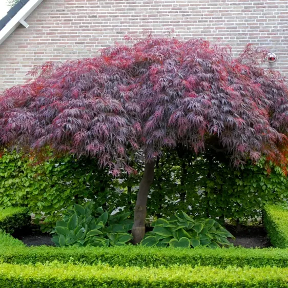 Acer palmatum 'Garnet' Standard 6.5L - image 3