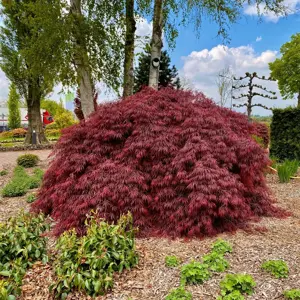 Acer palmatum 'Garnet' Standard 6.5L - image 2
