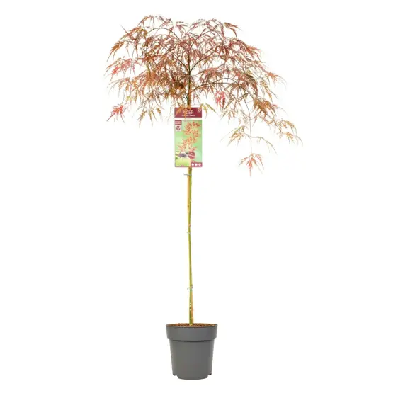 Acer palmatum 'Garnet' Standard 6.5L - image 4
