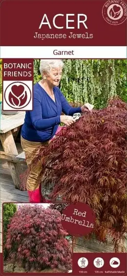 Acer palmatum 'Garnet' Standard 6.5L - image 5