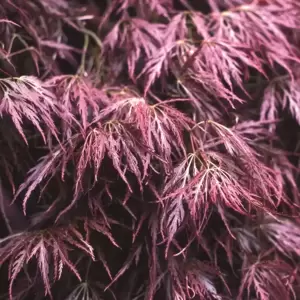 Acer palmatum 'Garnet' Standard 25L