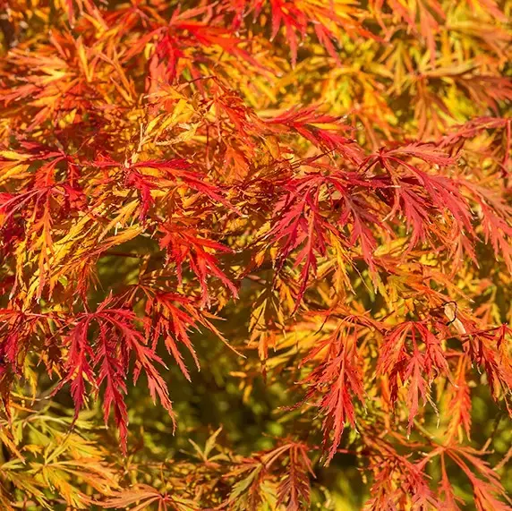 Picture Credit - Iseli Nursery