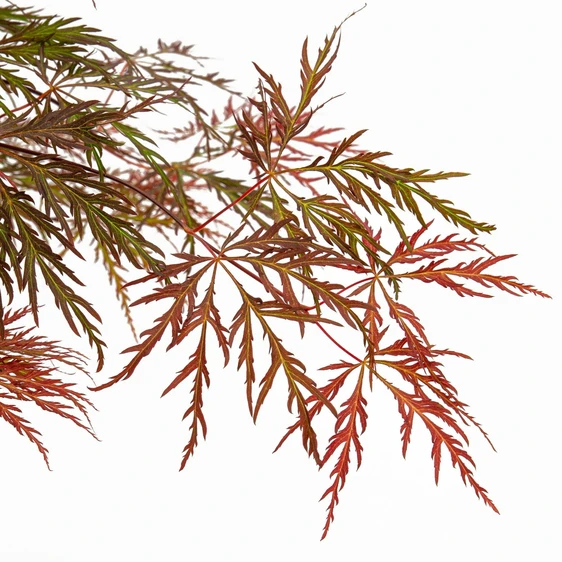 Acer palmatum 'Inaba-shidare' 3L - image 1
