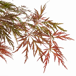 Acer palmatum 'Inaba-shidare' 3L - image 1