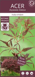 Acer palmatum 'Inaba-shidare' 3L - image 5