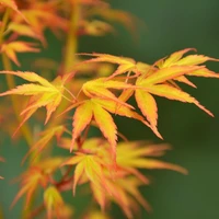 Acer - Japanese