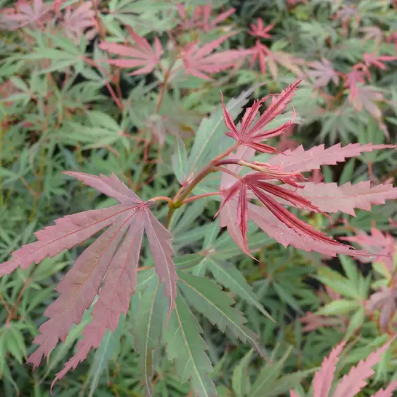 Acer palmatum 'Jerre Schwartz' 3L