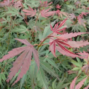 Acer palmatum 'Jerre Schwartz' 3L