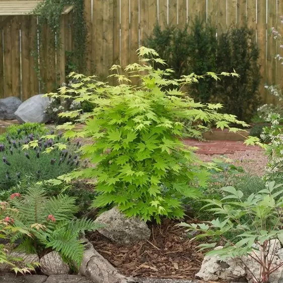 Acer shirasawanum 'Jordan' 50L