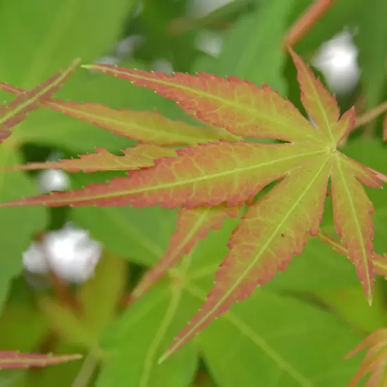 Acer palmatum 'Katsura' 3L - image 1