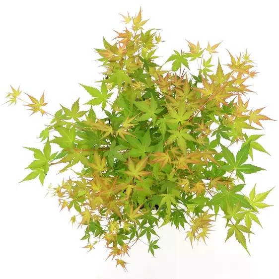 Acer palmatum 'Katsura' 25L - image 2