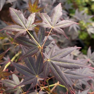 Acer palmatum 'Koriba' 5L