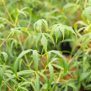 Acer palmatum 'Koto-no-ito' 10L - image 3