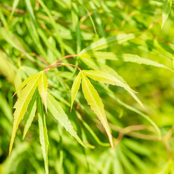Acer palmatum 'Koto-no-ito' 12L - image 2