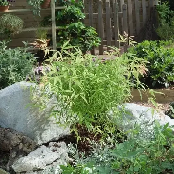Acer palmatum 'Koto-no-ito' 12L - image 1