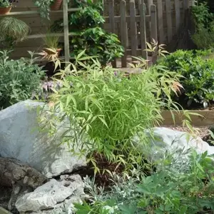 Acer palmatum 'Koto-no-ito' 12L - image 1