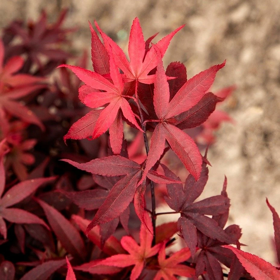 Acer palmatum 'Little Red' 8L - Cowell's Garden Centre | Woolsington