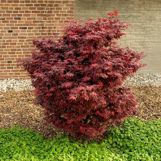 Acer palmatum 'Little Red' 10L - image 2