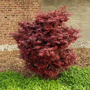 Acer palmatum 'Little Red' 10L - image 2