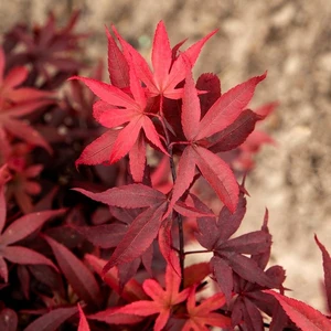 Acer palmatum 'Little Red' 10L - image 1