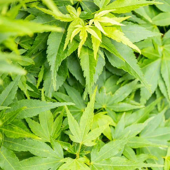 Acer palmatum 'Mikawa Yatsubusa' - image 1