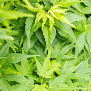 Acer palmatum 'Mikawa Yatsubusa' - image 1