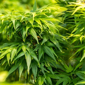 Acer palmatum 'Mikawa Yatsubusa' - image 2