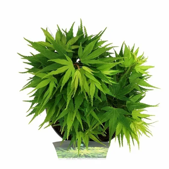 Acer palmatum 'Mikawa Yatsubusa' Standard
