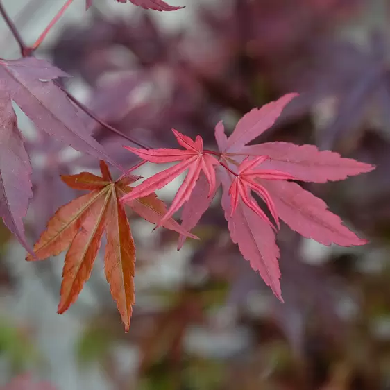 Acer palmatum 'Moonfire' - image 1