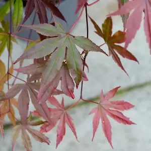 Acer palmatum 'Moonfire' - image 2