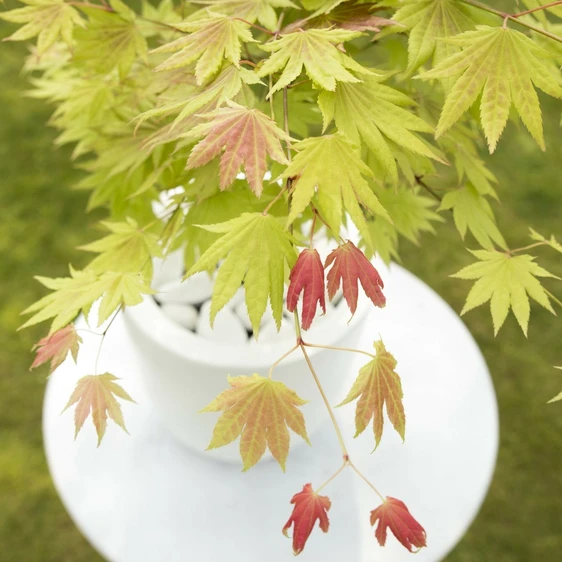 Acer shirasawanum 'Moonrise' 3L - image 2