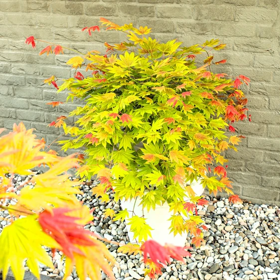 Acer shirasawanum 'Moonrise' 3L - image 4